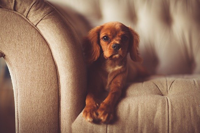 Small Dog on tan couch
