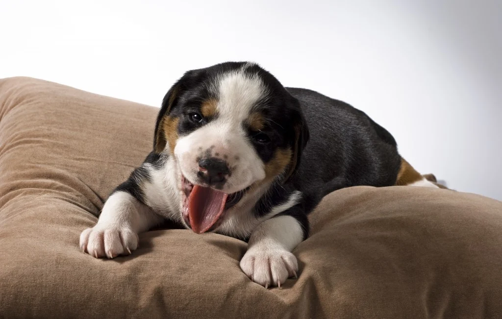 Black and white dog resting on a beige upholstered sofa.
